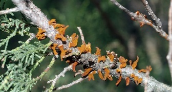 Пузырчатая ржавчина (лат. Cronartium ribicola)