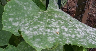 Ложная мучнистая роса (лат. Peronospora parasitica)