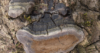 Гниль ствола (лат.Phellinus)