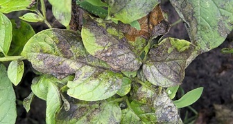 Фитофтороз почек (лат. Phytophthora cactorum)