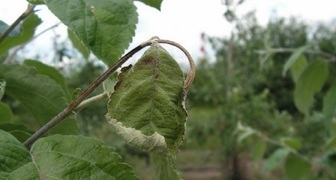 Бактериальная гниль побегов (лат. Ralstonia solanacearum)