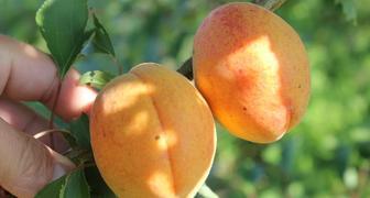 Сорта абрикосов для средней полосы России