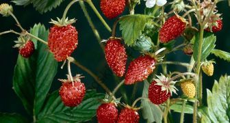 Вьющаяся ампельная клубника: выращивание и уход