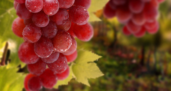 Сорта винограда для выращивания в Сибири