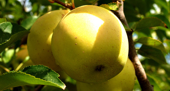 Яблоки Голден Делишес: описание сорта и фото