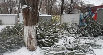 Выброшенные новогодние елки после окончания праздников