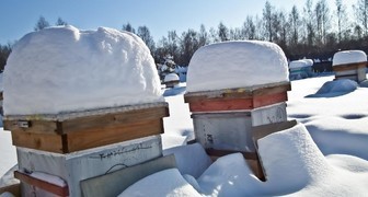 Проверка ульев: заботы пчеловода в декабре