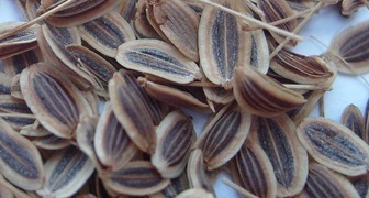 Польза семян укропа в высоком содержании масел