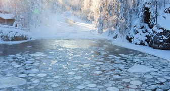 Цветы и растения водоема: правила ухода в январе