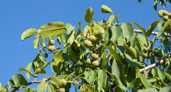 Дерево грецкого ореха