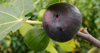 Инжир (лат. Ficus carica)