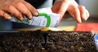 Когда сажать семена на рассаду: точные даты по лунному календарю