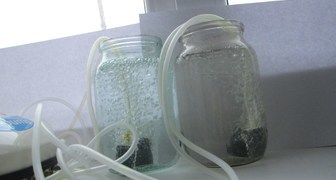 Барботирование семян насыщенной кислородом водой