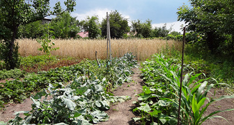 Посадки кукурузы по соседству с огурцами