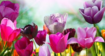 Прекрасные тюльпаны в подарок на 8 марта