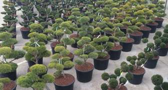 Хвойные культуры на Garten &amp; Ambiente