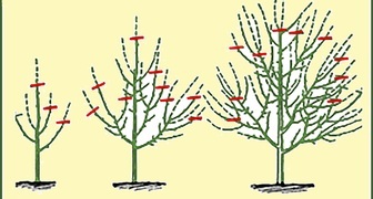 Схема обрезки молодой яблони весной