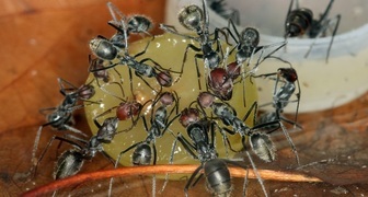 Ловушка для муравьев на медовой основе