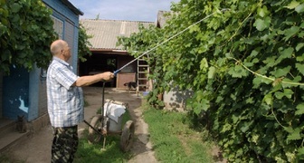 Опрыскивание винограда бордоской смесью