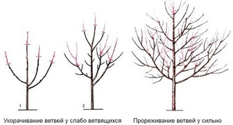 Обрезка веток у сильно и слабоветвящихся сортов