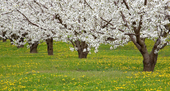 Спасаем цветущие плодовые деревья от весенних заморозков