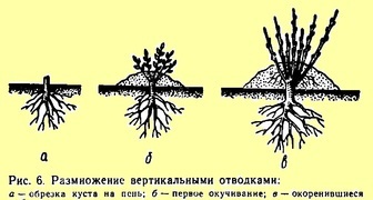 Вертикальное размножение с удалением материнского куста