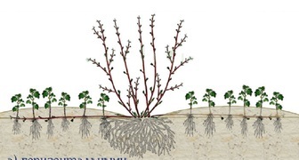 Размножение ягодных кустарников горизонтальными отводками