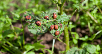 Урожай без соответствующего ухода - это жуки