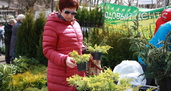 Хвойные вечнозеленые культуры на выставке в Волгограде
