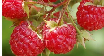 Малиновое дерево: необычный способ формирования и выращивания малины