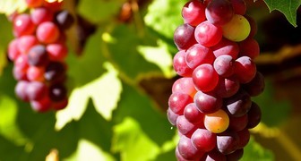 Уход за виноградом весной и устранение проблем после зимы