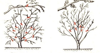 Обрезка вишни весной схема