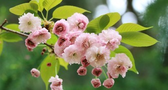 Уход за вишней весной: как вырастить здоровое и красивое дерево