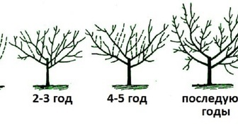 Схема весенней ежегодной обрезки вишни