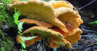 Что делать обнаружив гриб трутовик на плодовом дереве