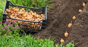 Различные способы ручной и механической посадки картофеля