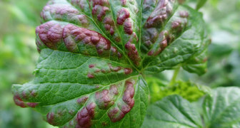 Бокальчатая ржавчина (лат. Puccinia ribesii caricis Kleb)