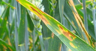 Септориоз или белая пятнистость (лат. Septoria)