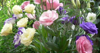 Эустома (лат. Eustoma)