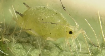 Корневой луковый клещ (лат. Rhizoglyphus echinopus)