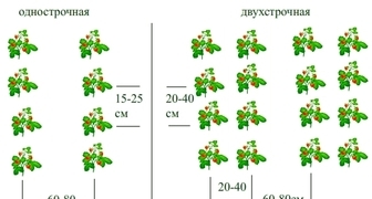 Классические схемы посадки клубники