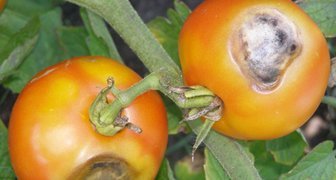 Зараженные фомозом томаты