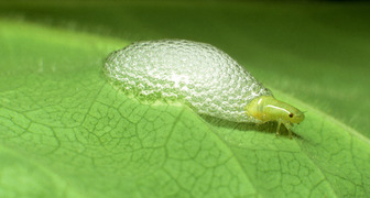 Личинка цикадки слюнявки - пенницы 