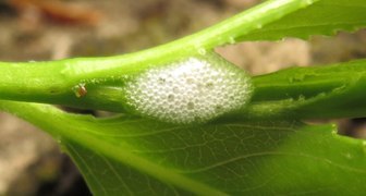 Личинка слюнявки - пенницы у основания побега растения