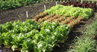 Повторные посевы овощей и зелени дают хороший урожай