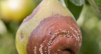Как избавиться от плодовой гнили на груше? фото