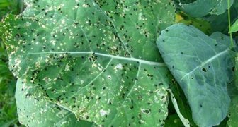 Блошка крестоцветная (лат. Phyllotreta cruciferae)