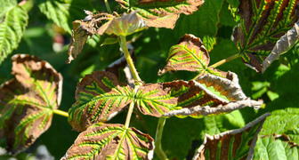 Курчавость малины (лат. Rubus virus3)