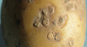 Черные пятна на клубнях картофеля, которые похожи на грязь - это склероции гриба.