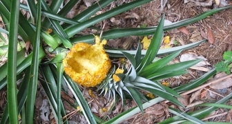 Поврежденный грызунами ананас